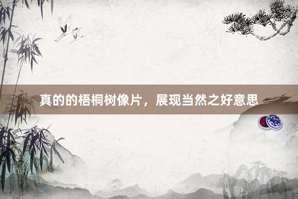 真的的梧桐树像片，展现当然之好意思